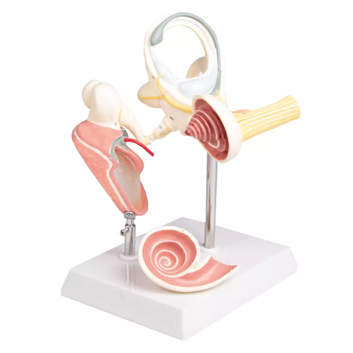 Labyrinth model with ossicles and eardrum