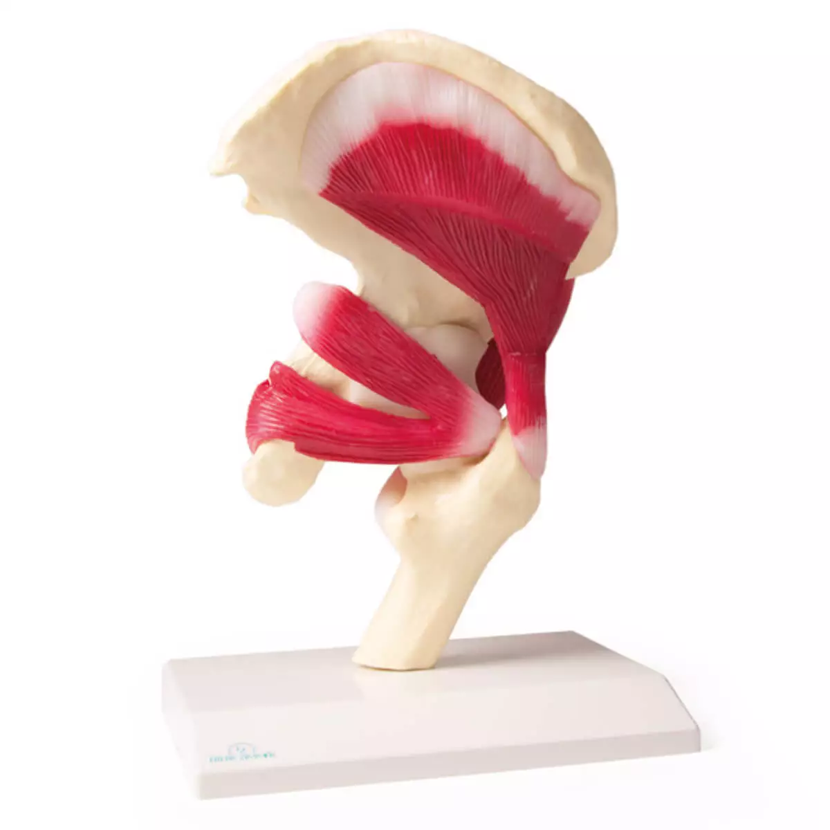  Hip joint model with muscles