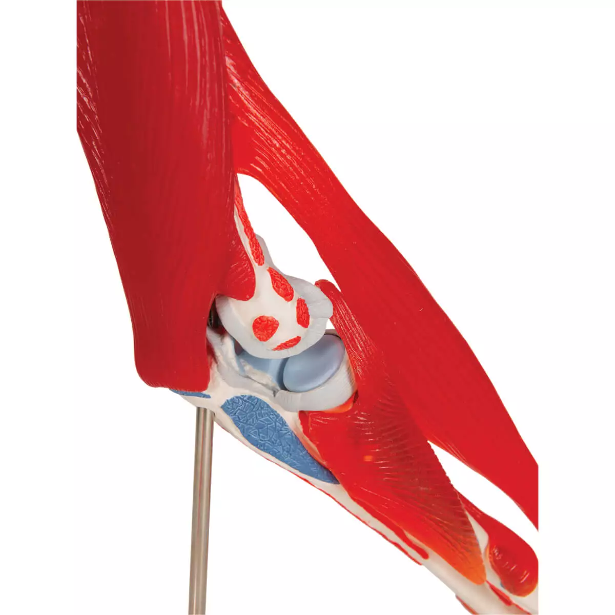  Elbow joint model