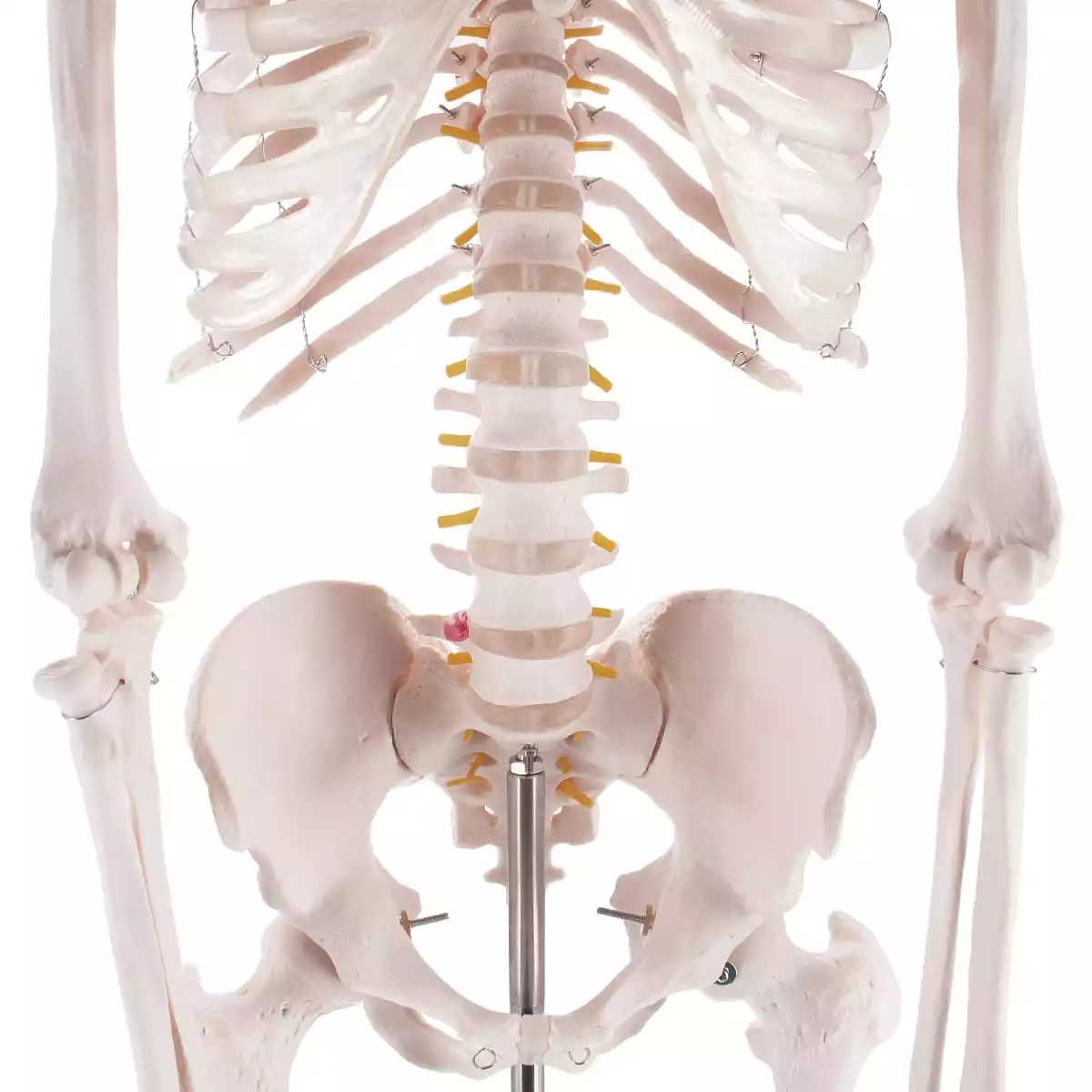  Human skeleton