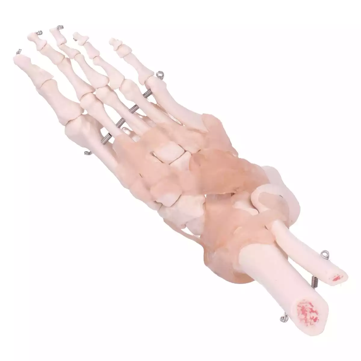  Anatomical foot skeleton model