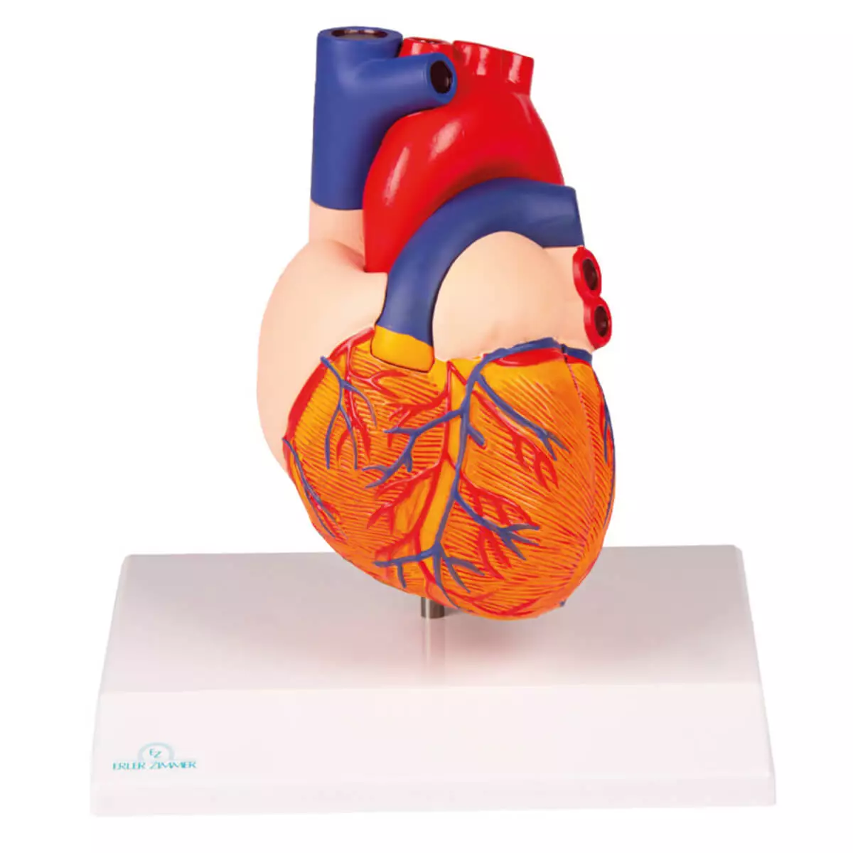  Heart model for EZ Augmented Anatomy App