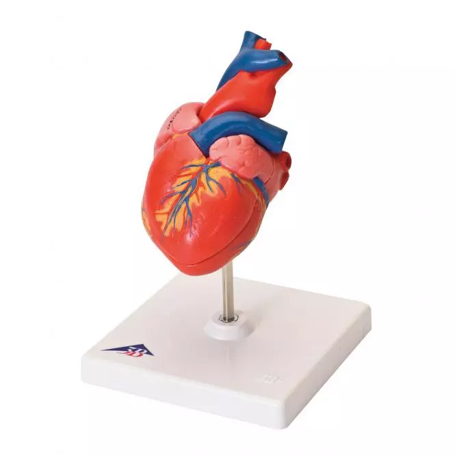  The Classic Heart