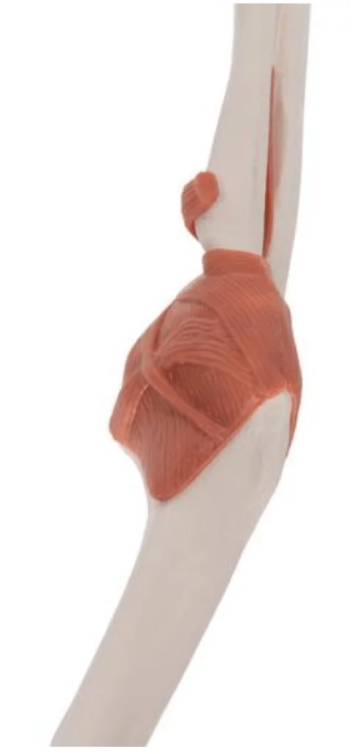  Elbow Joint