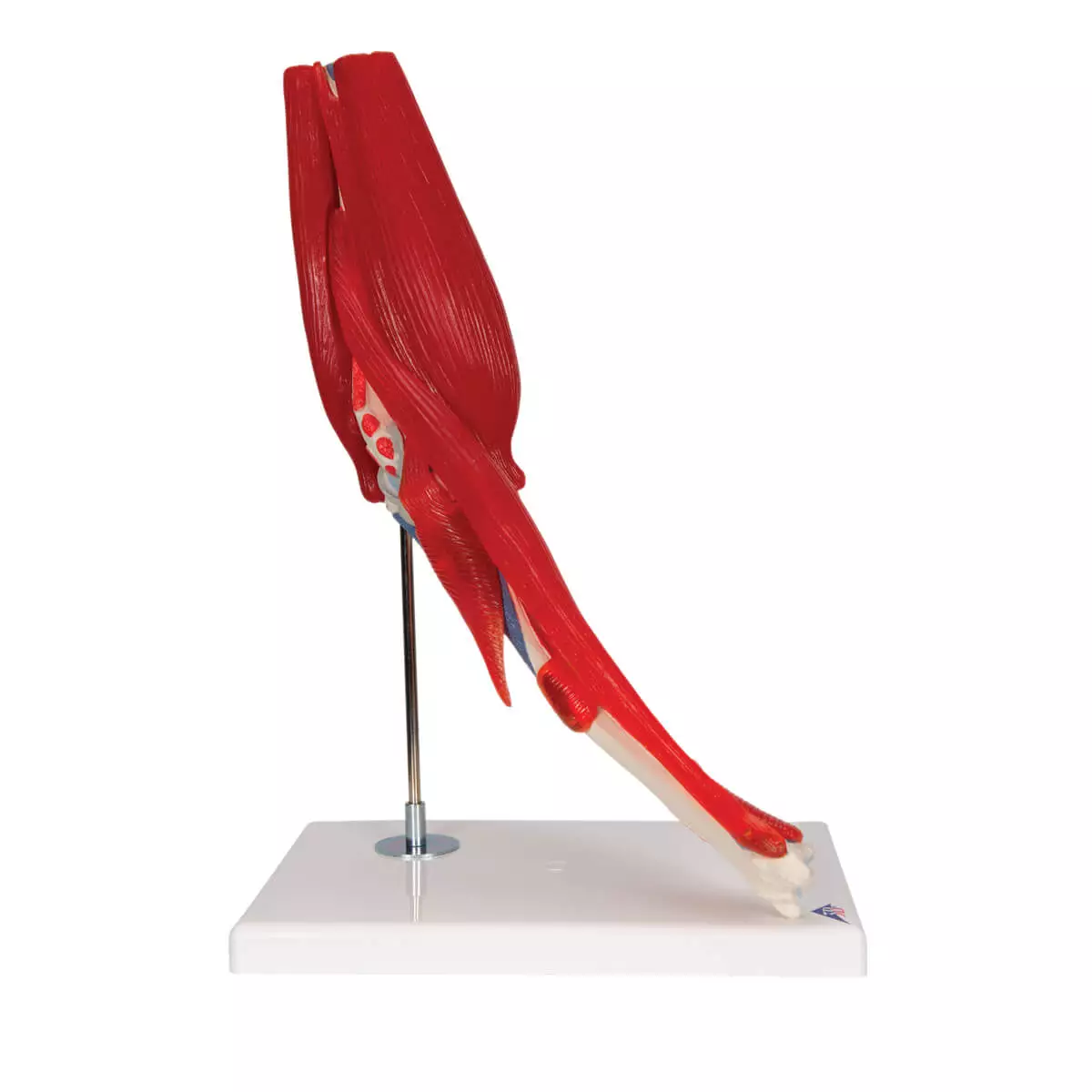  Elbow joint model