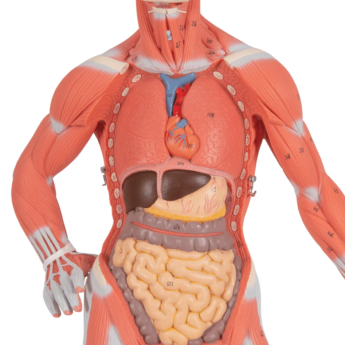  Model muscle figure