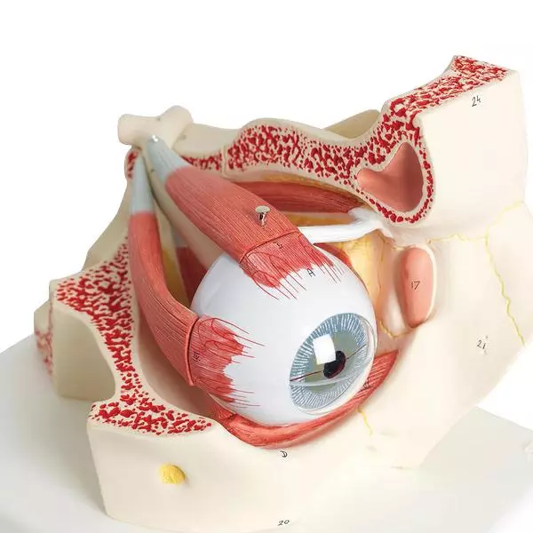  Model eye in eye socket