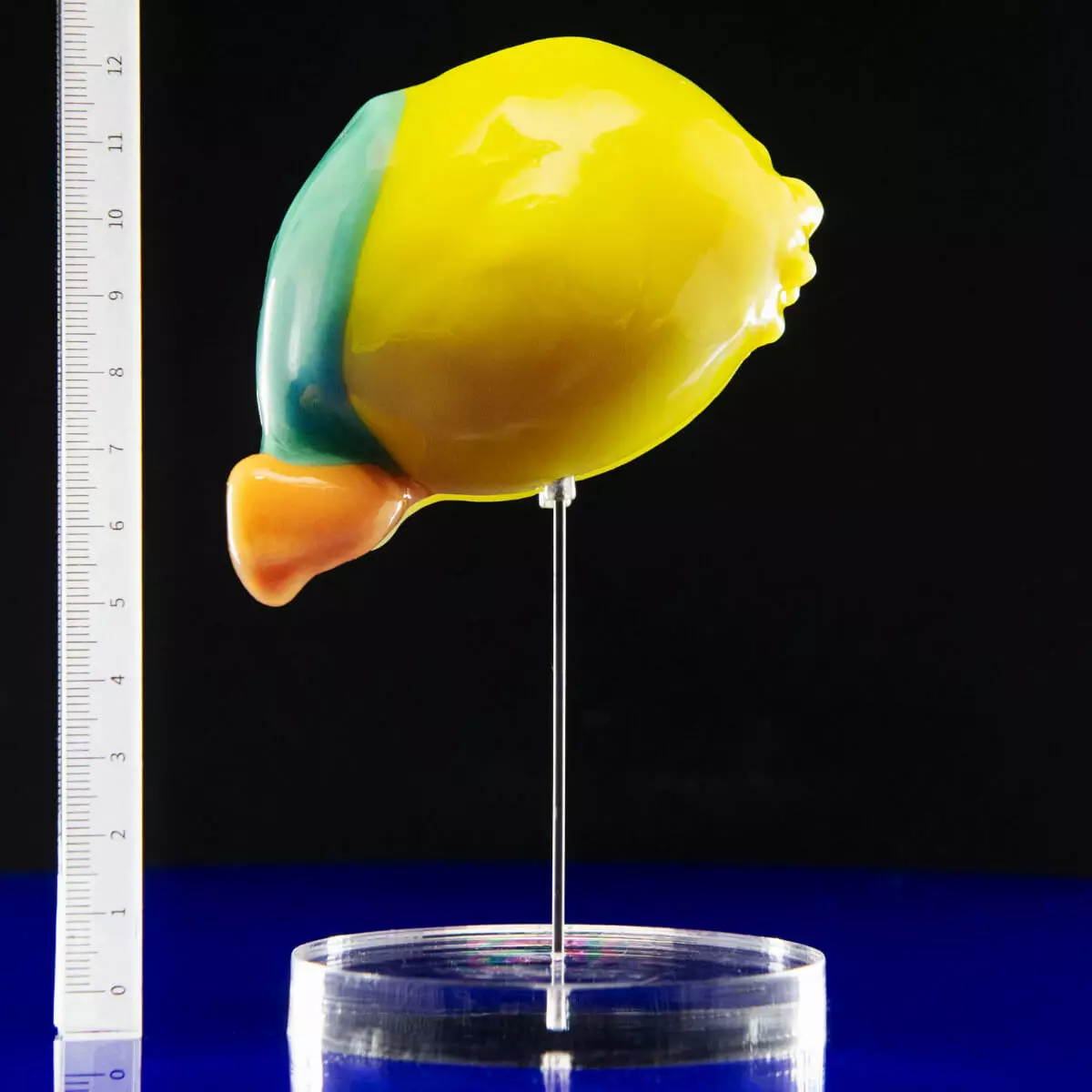 Carnegie stage embryo models Carnegie stage embryo models