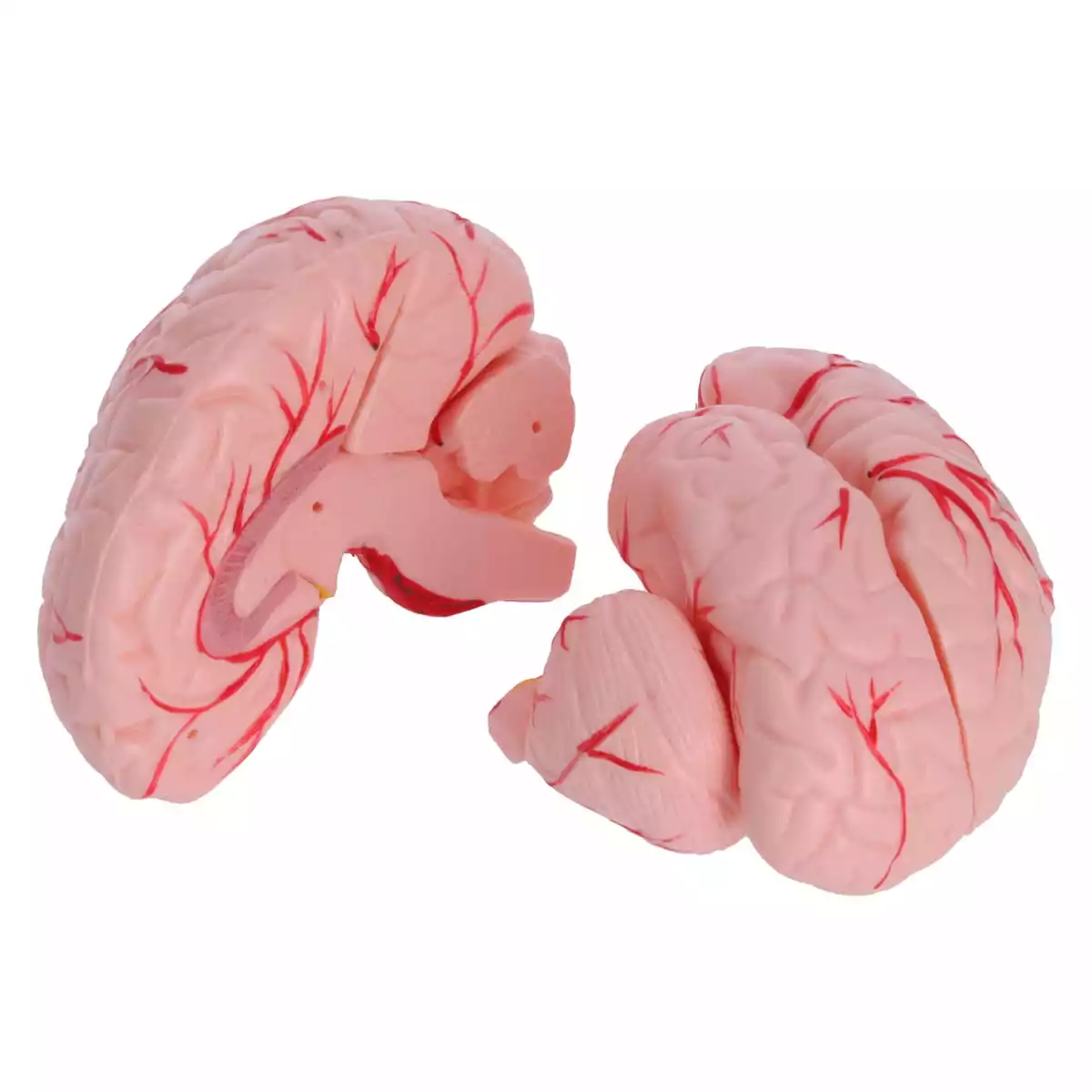  Anatomical head model with brain