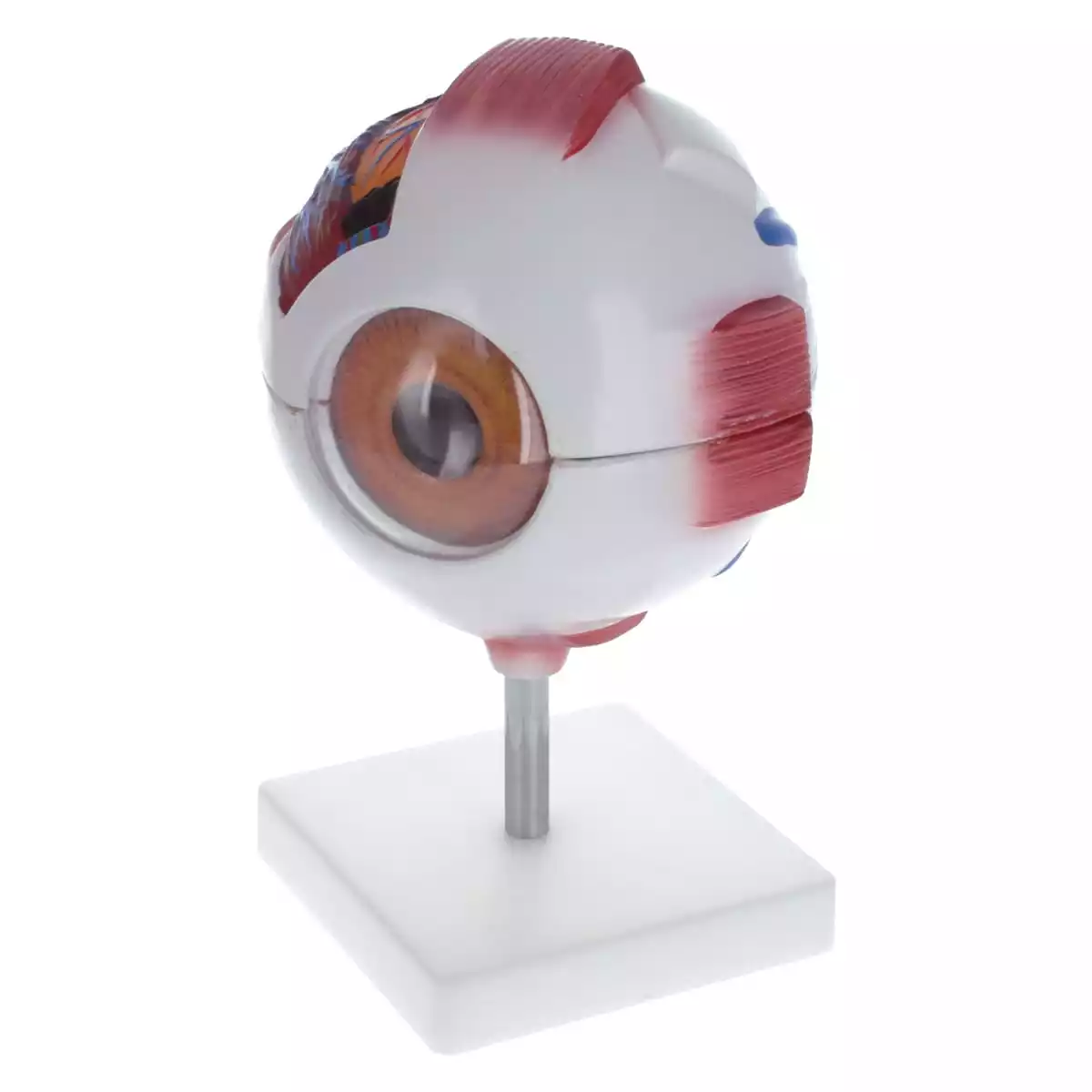  Model Anatomical Eye