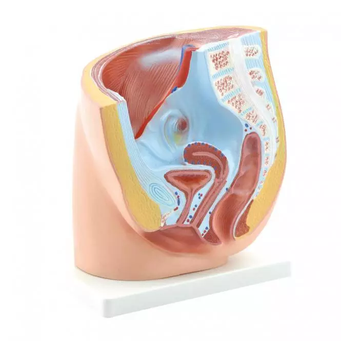  Pelvis Model female