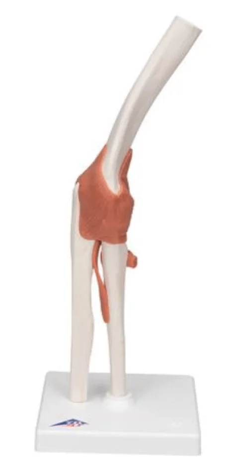 Elbow Joint