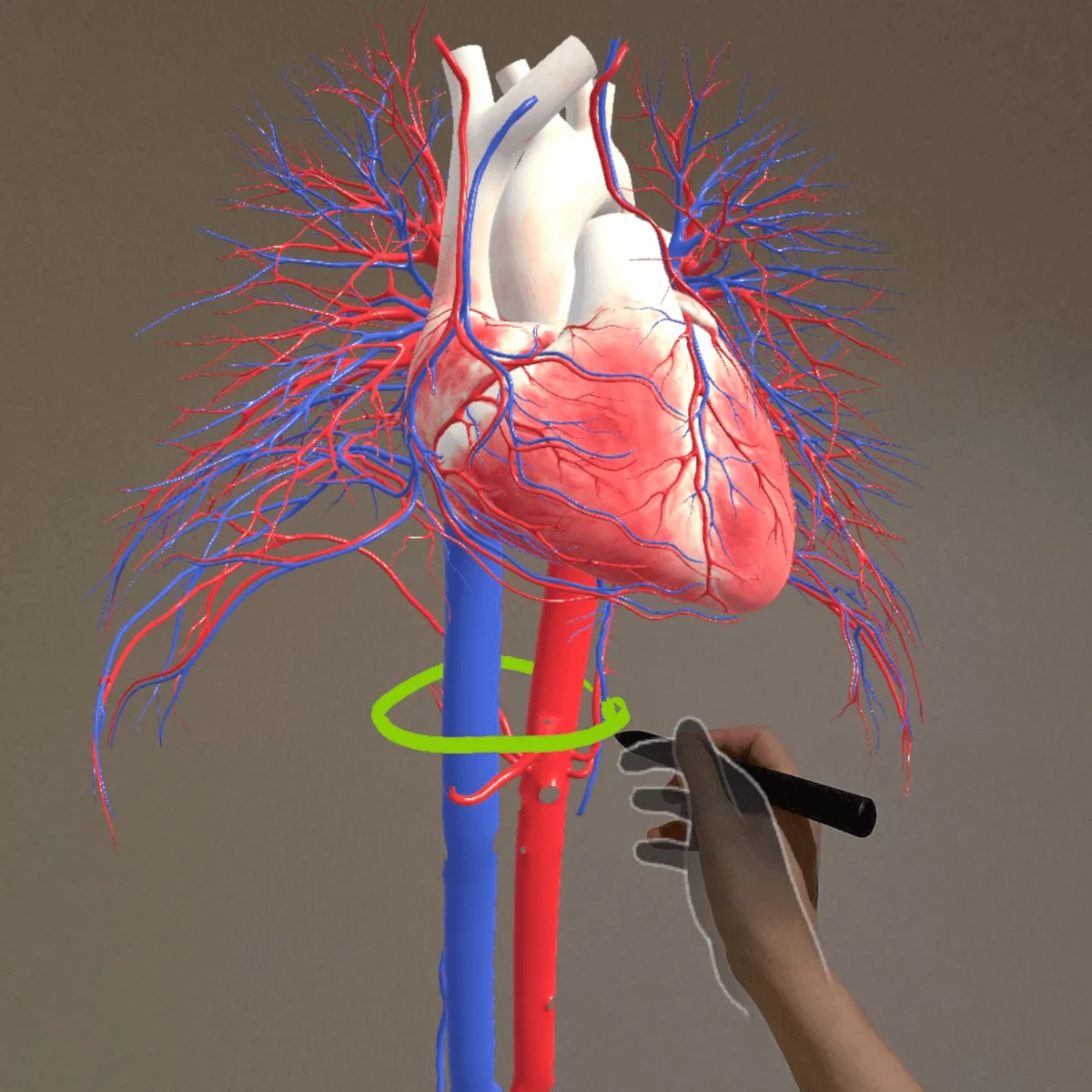 “Corpus” mixed reality anatomy app for Meta Quest 3/3S “Corpus” mixed reality anatomy app for Meta Quest 3/3S