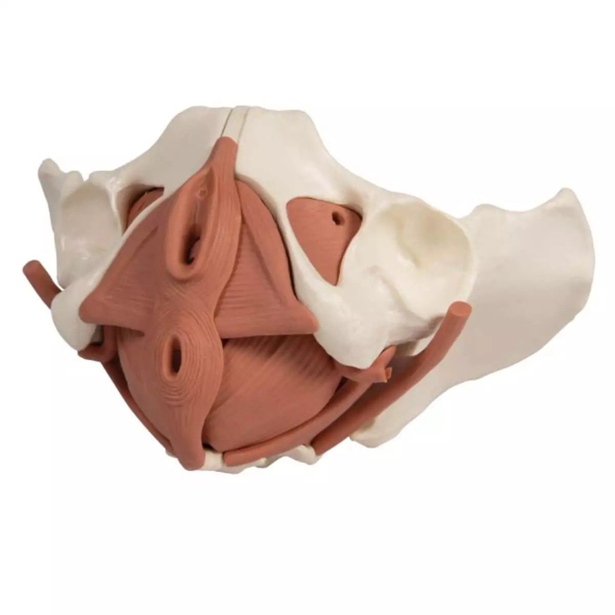  Female pelvic floor model