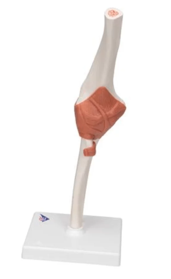  Elbow Joint