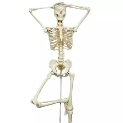  Skeleton Fred