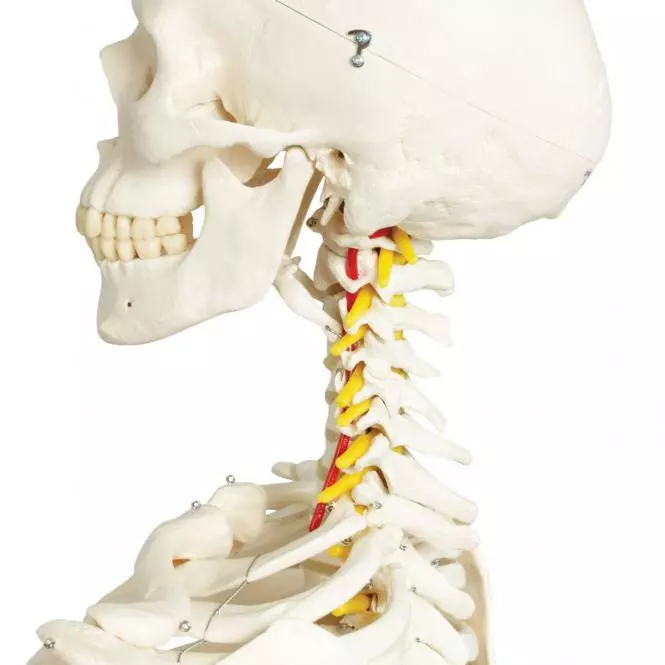  Skeleton Fred