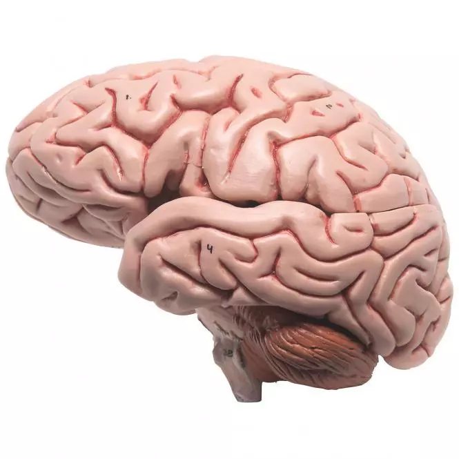  The Classic Brain