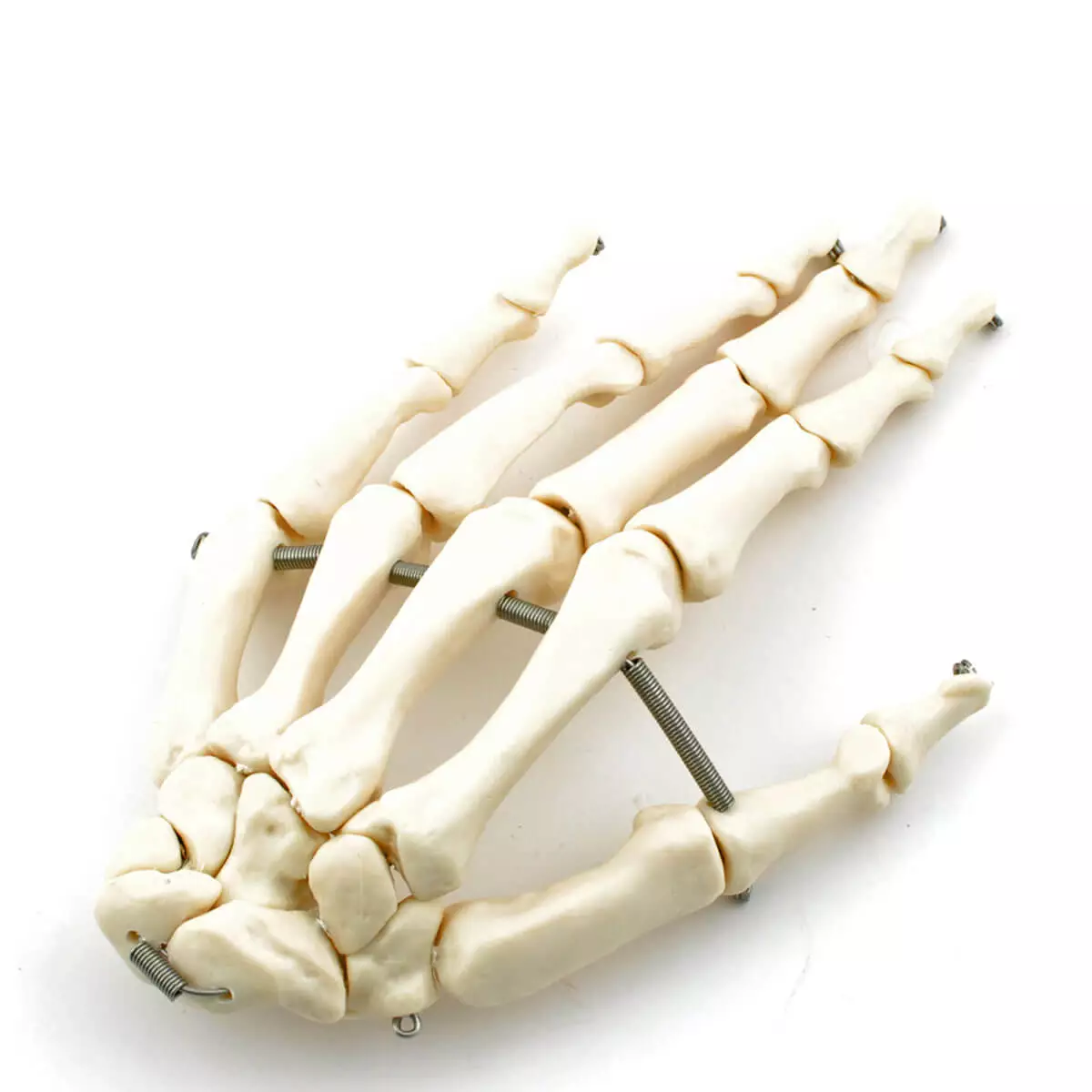  Skeleton Set