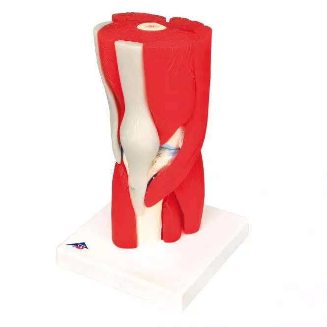  Model knee joint