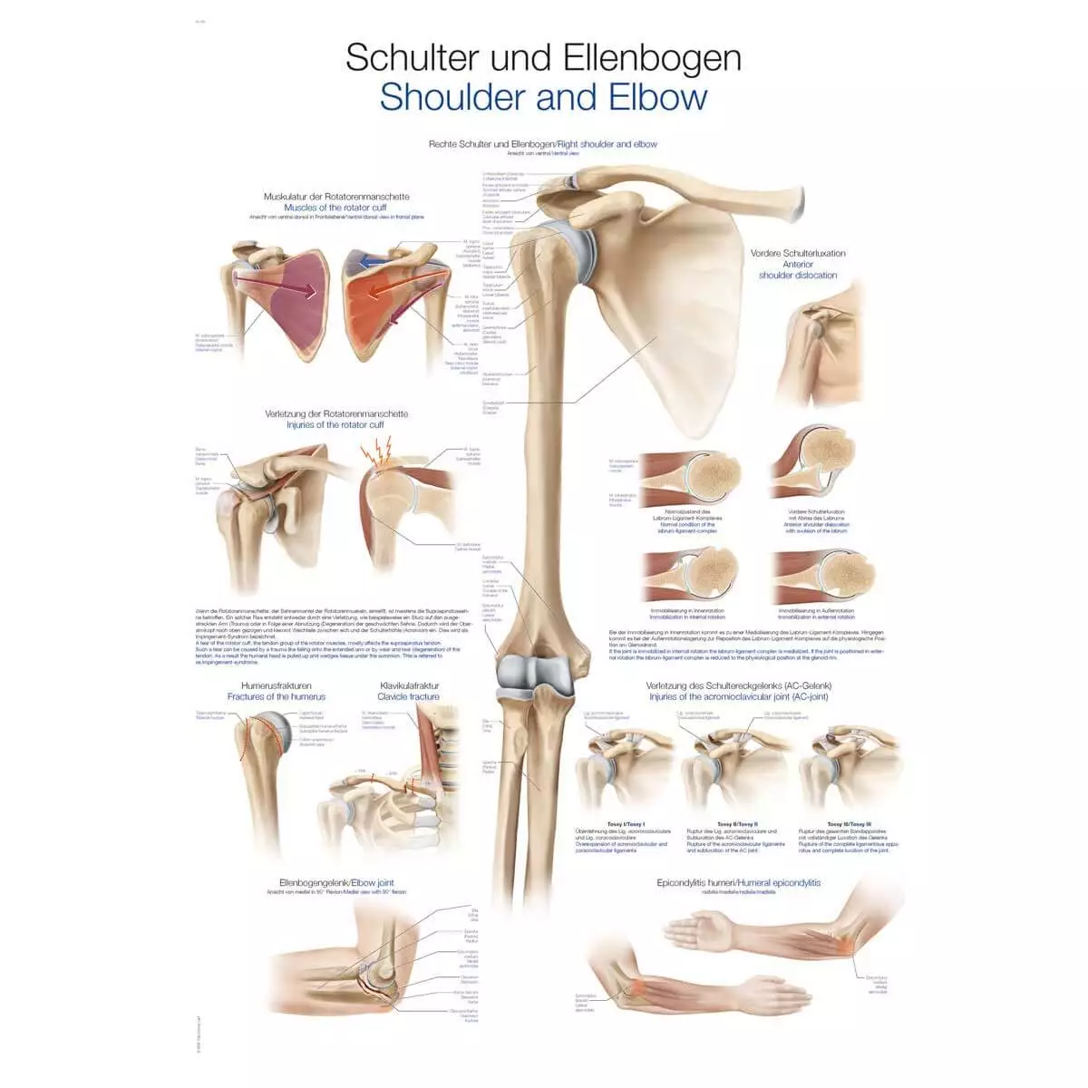  Instructional panel - shoulder and elbow
