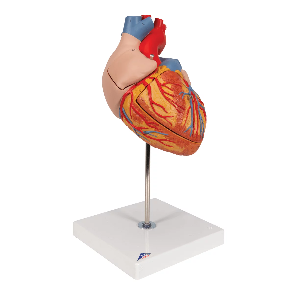  Heart model