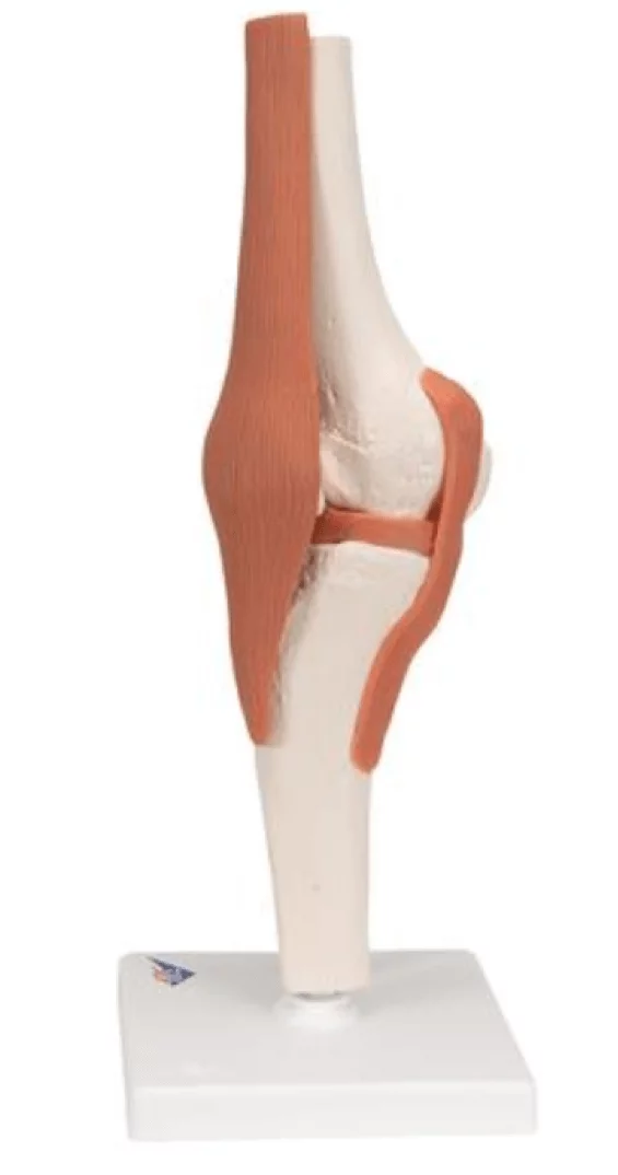  Functional Model of the Knee Joint