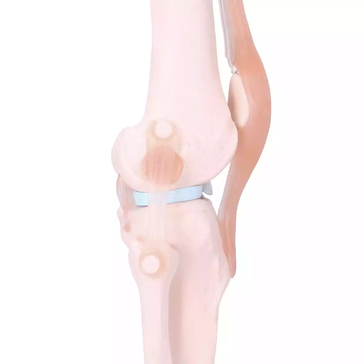  Anatomical knee joint model