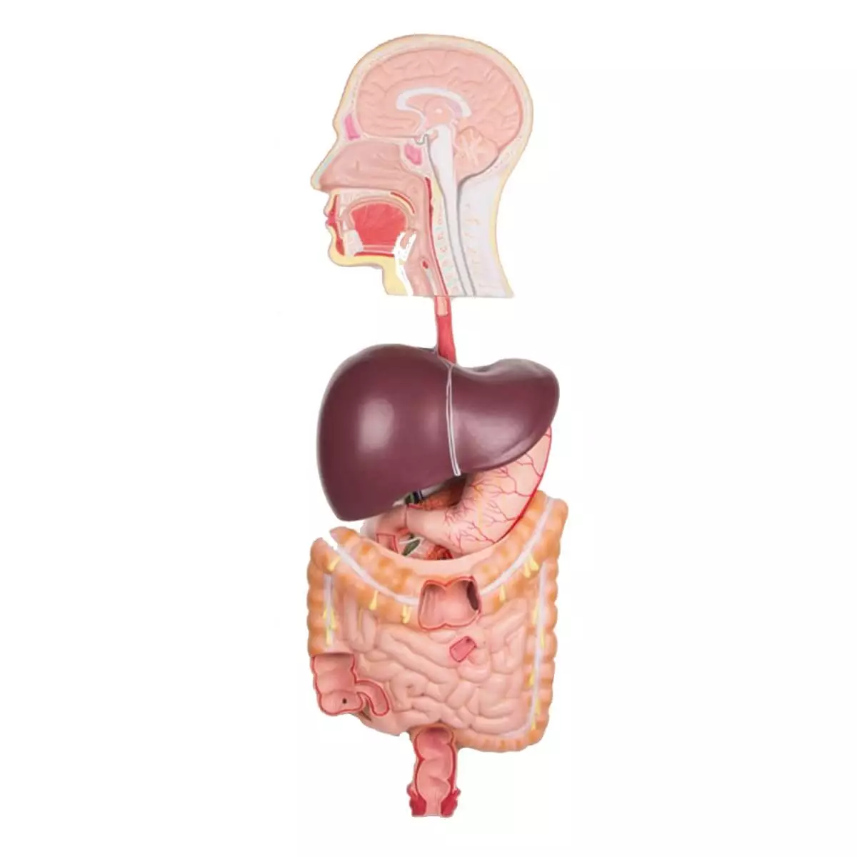  Human digestive system