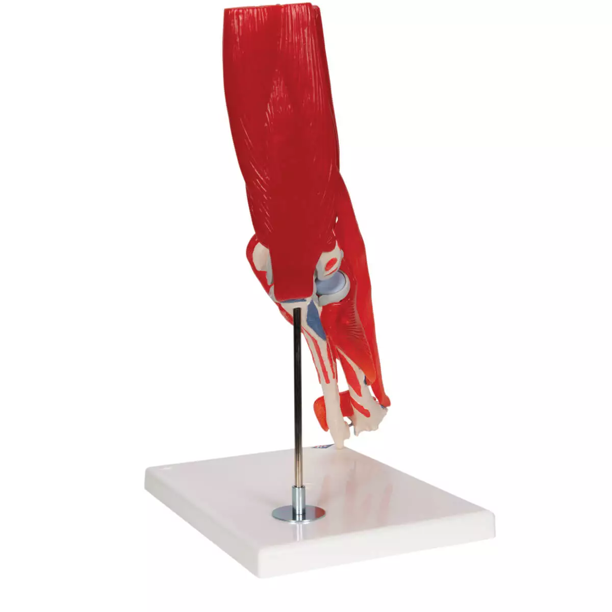  Elbow joint model