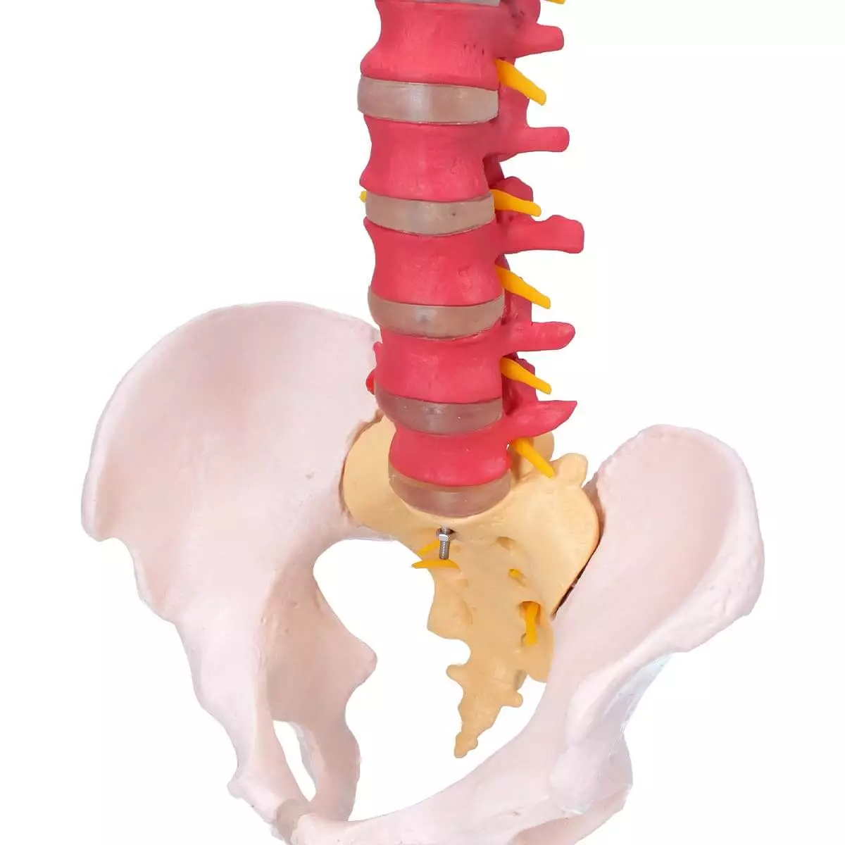  Model Didactic Human Spine