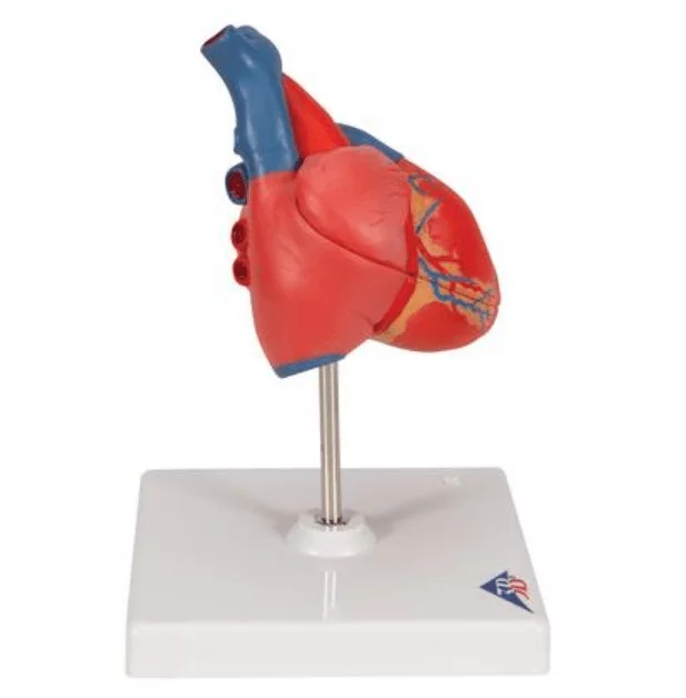  The Classic Heart