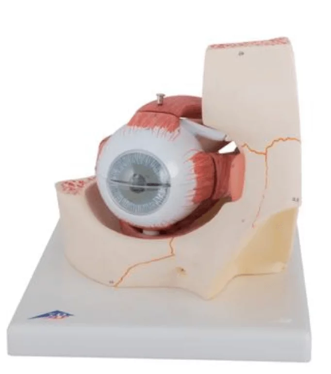  Model eye in eye socket