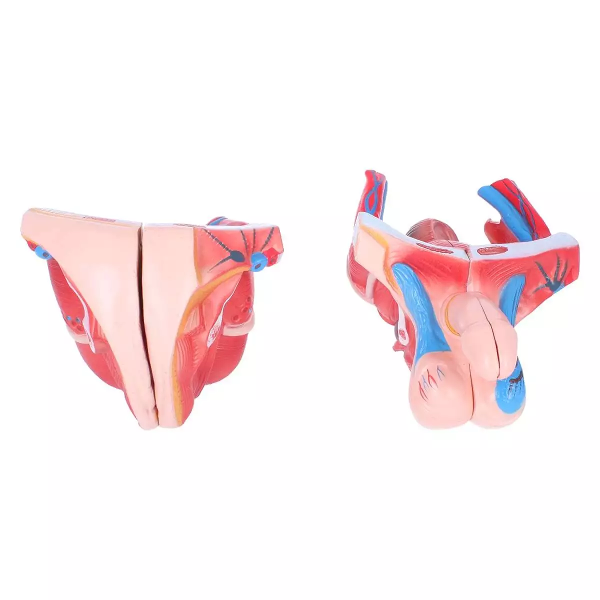  Bisexual model torso