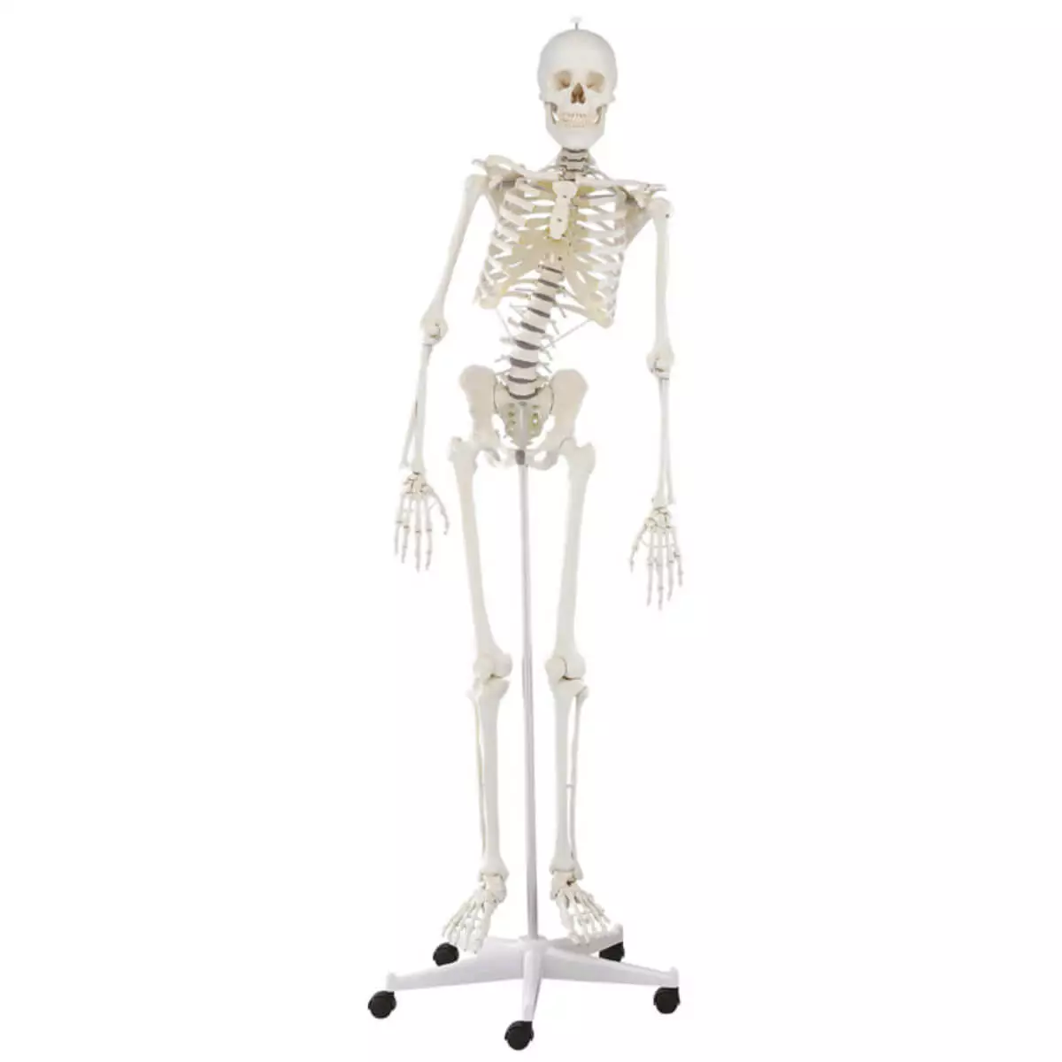  Skeleton "Hugo" with movable spine