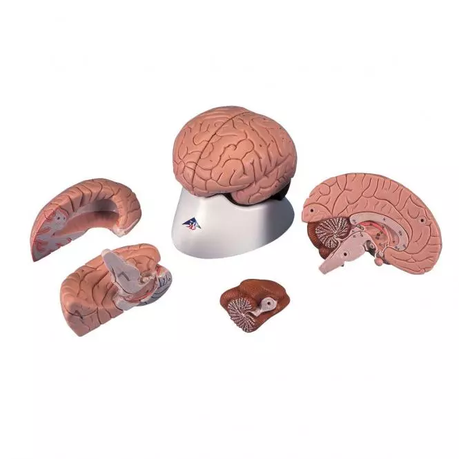  Model Classic Brain 4-piece