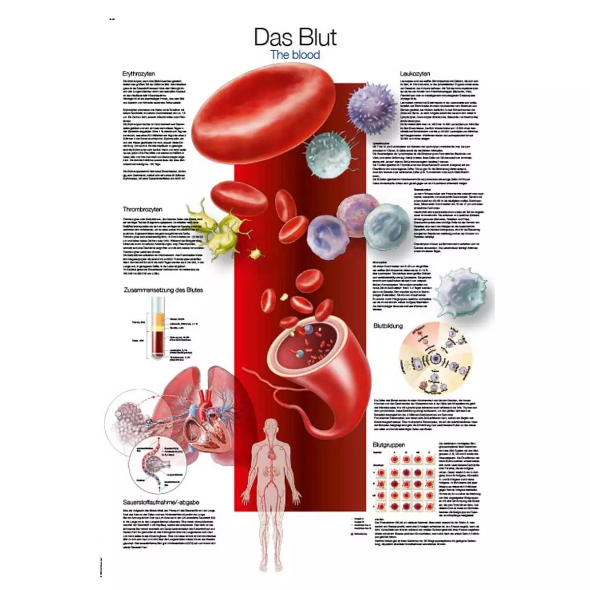  Instructional panel - The blood