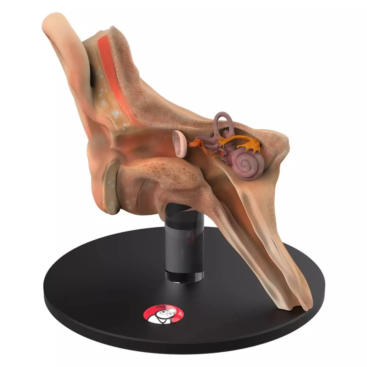  Anatomical ear model "Auris