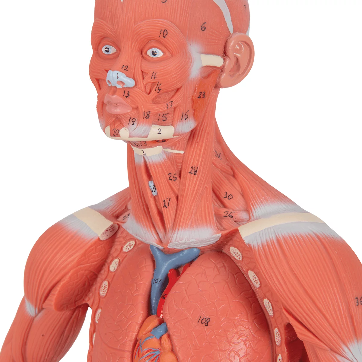 Model muscle figure