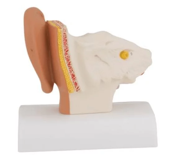  Desk Model of the Ear