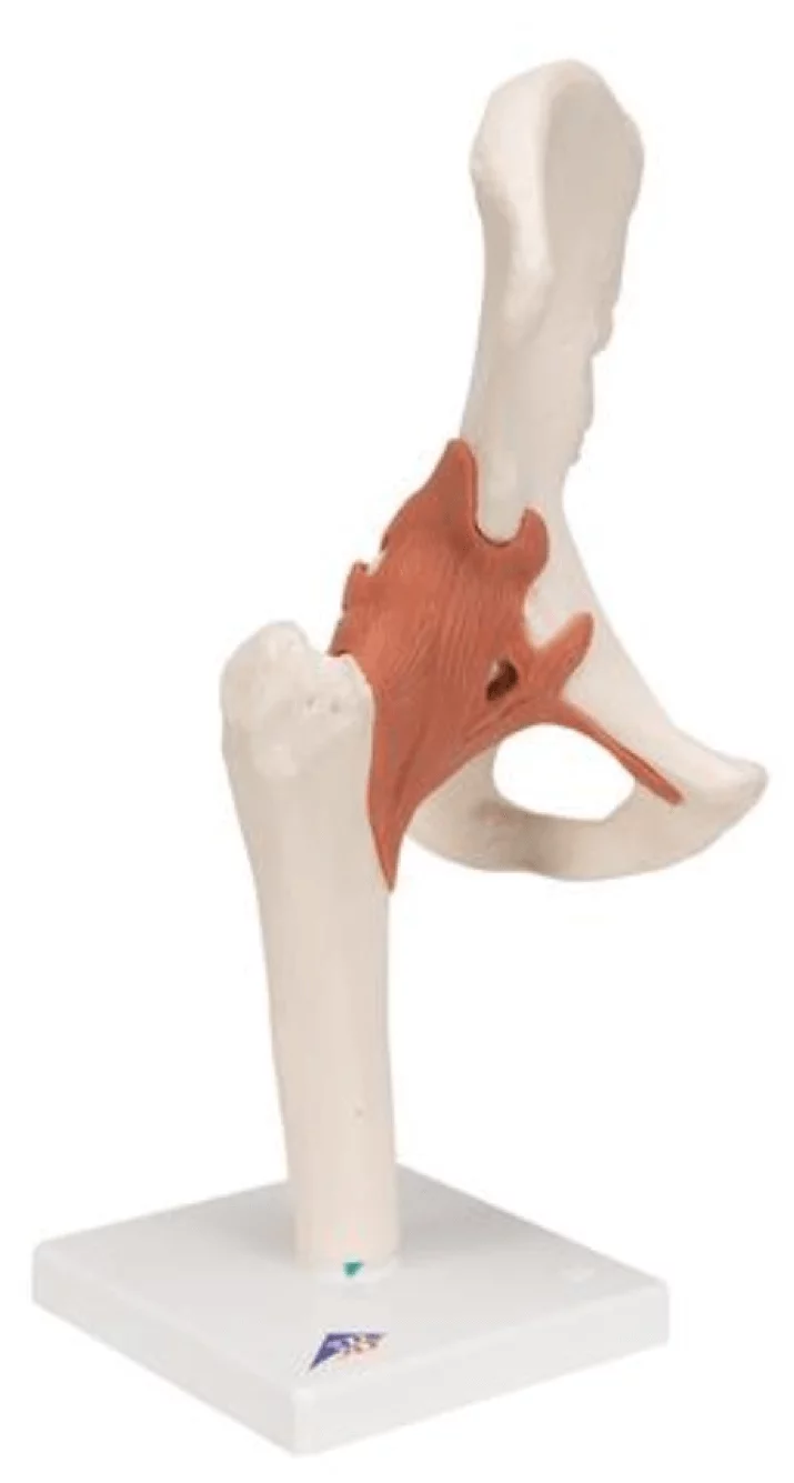  Functional Model of the Hip Joint
