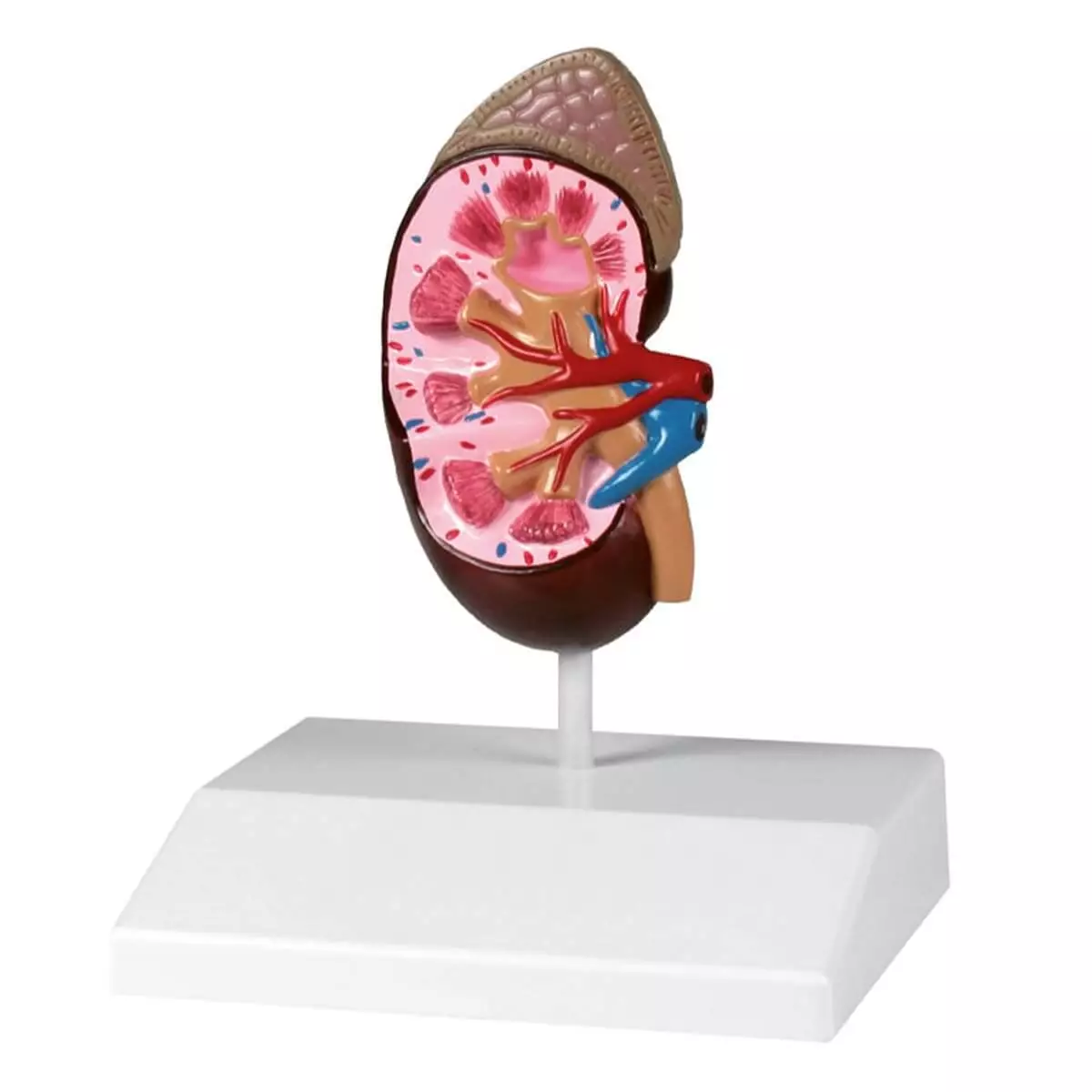  Kidney model in natural size