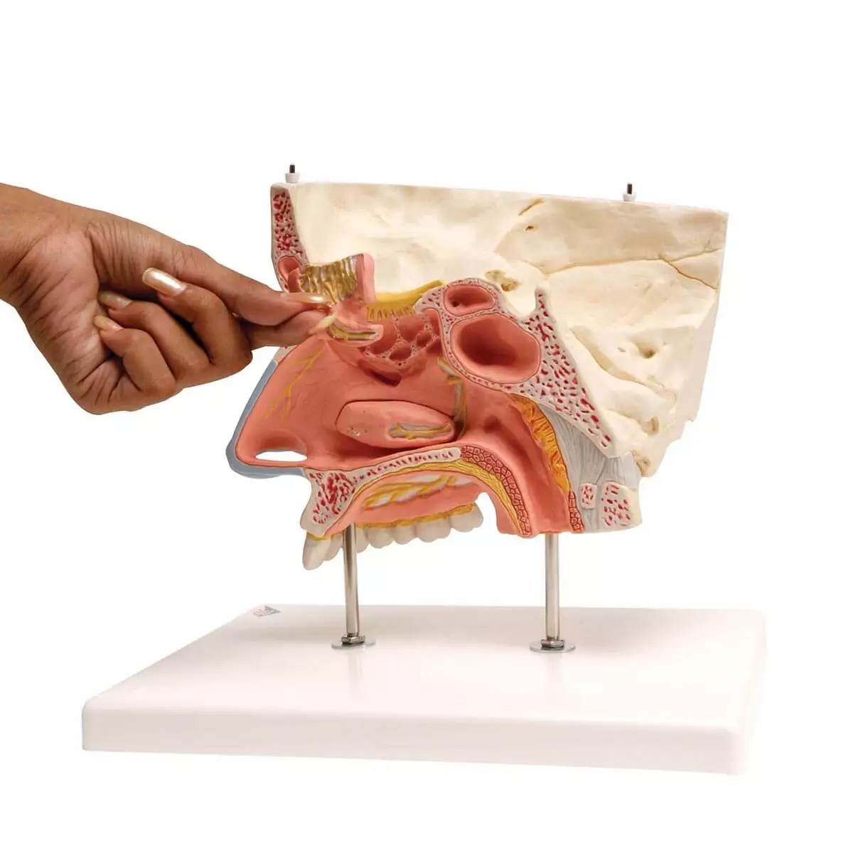  Nose model