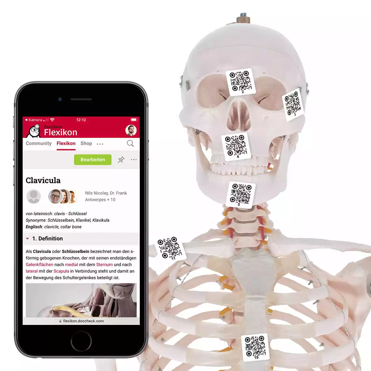 Anatomical Models & Educational Charts