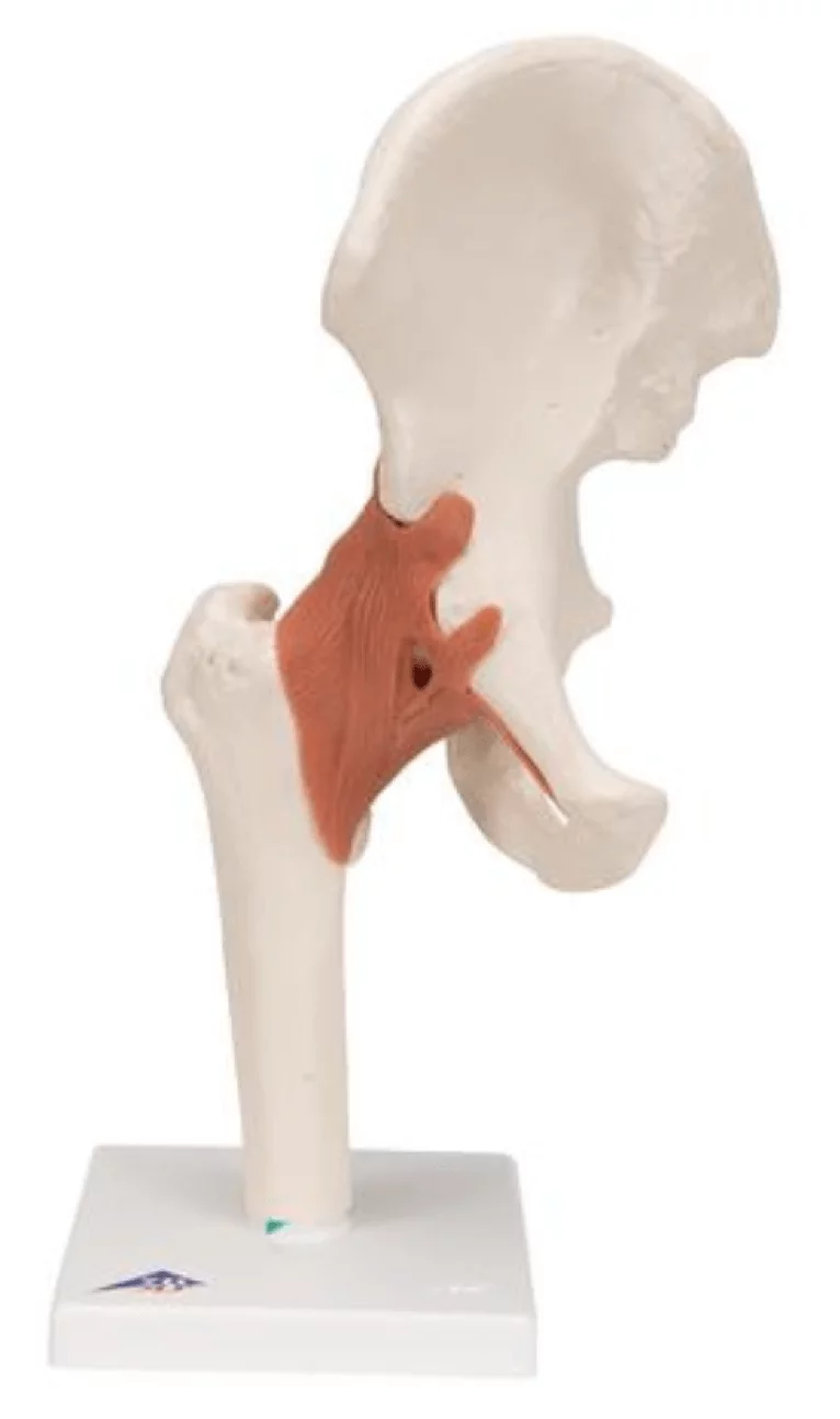  Functional Model of the Hip Joint