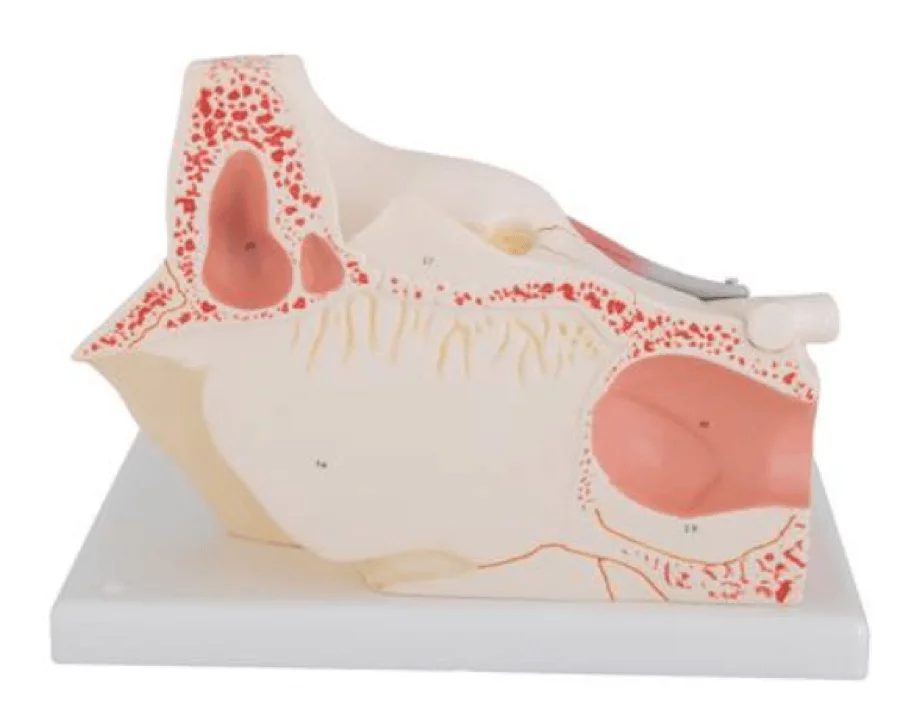  Model eye in eye socket
