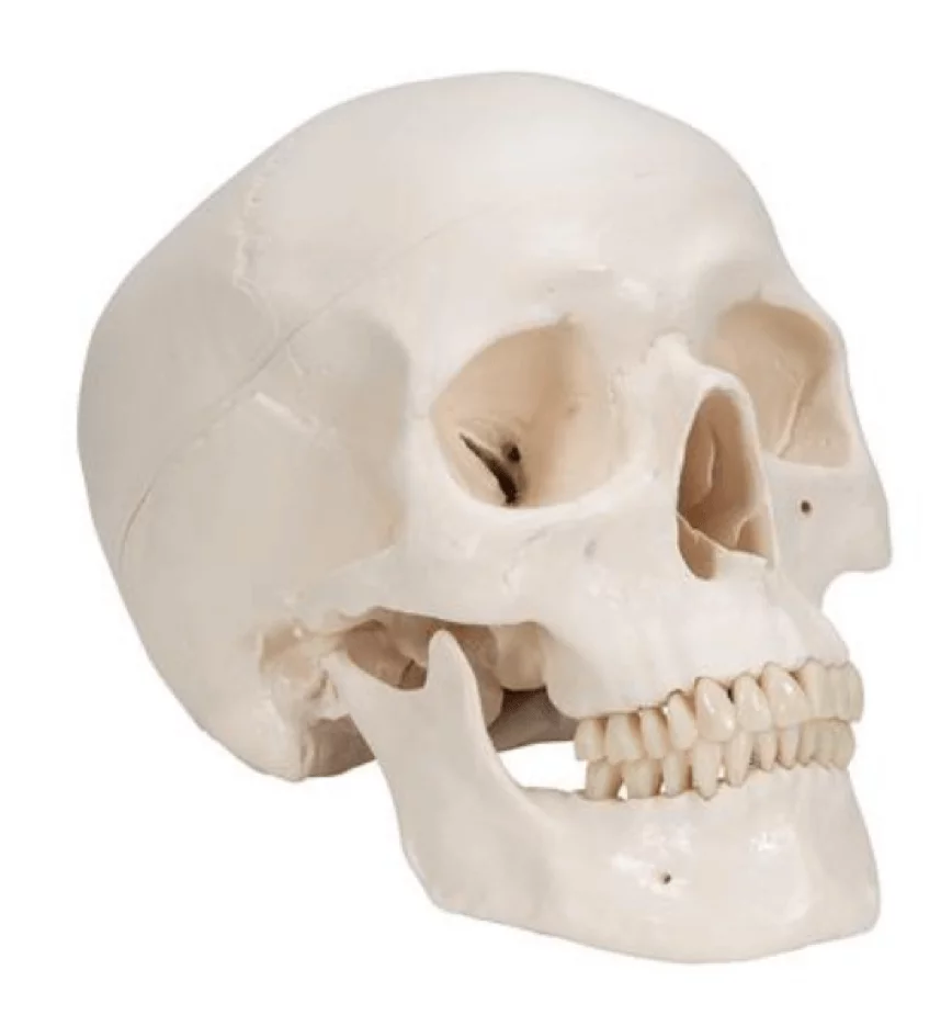  Classic skull - magnetic