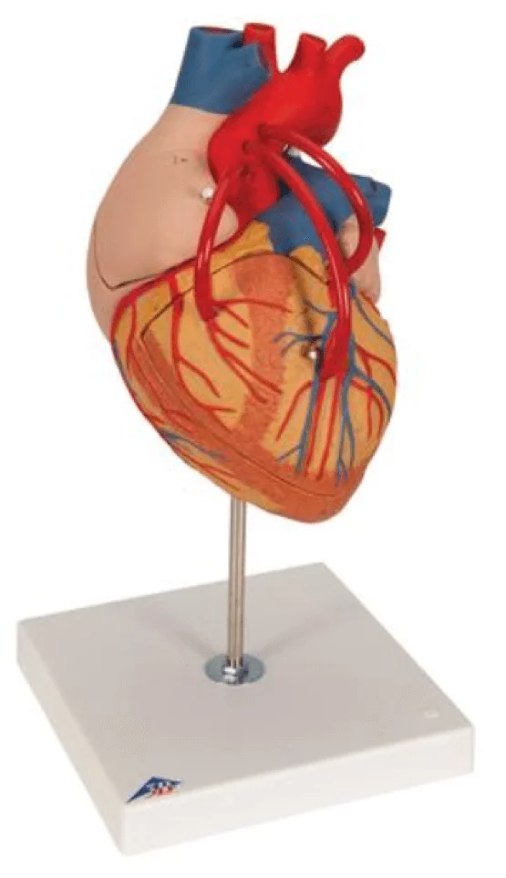  Model heart with bypass