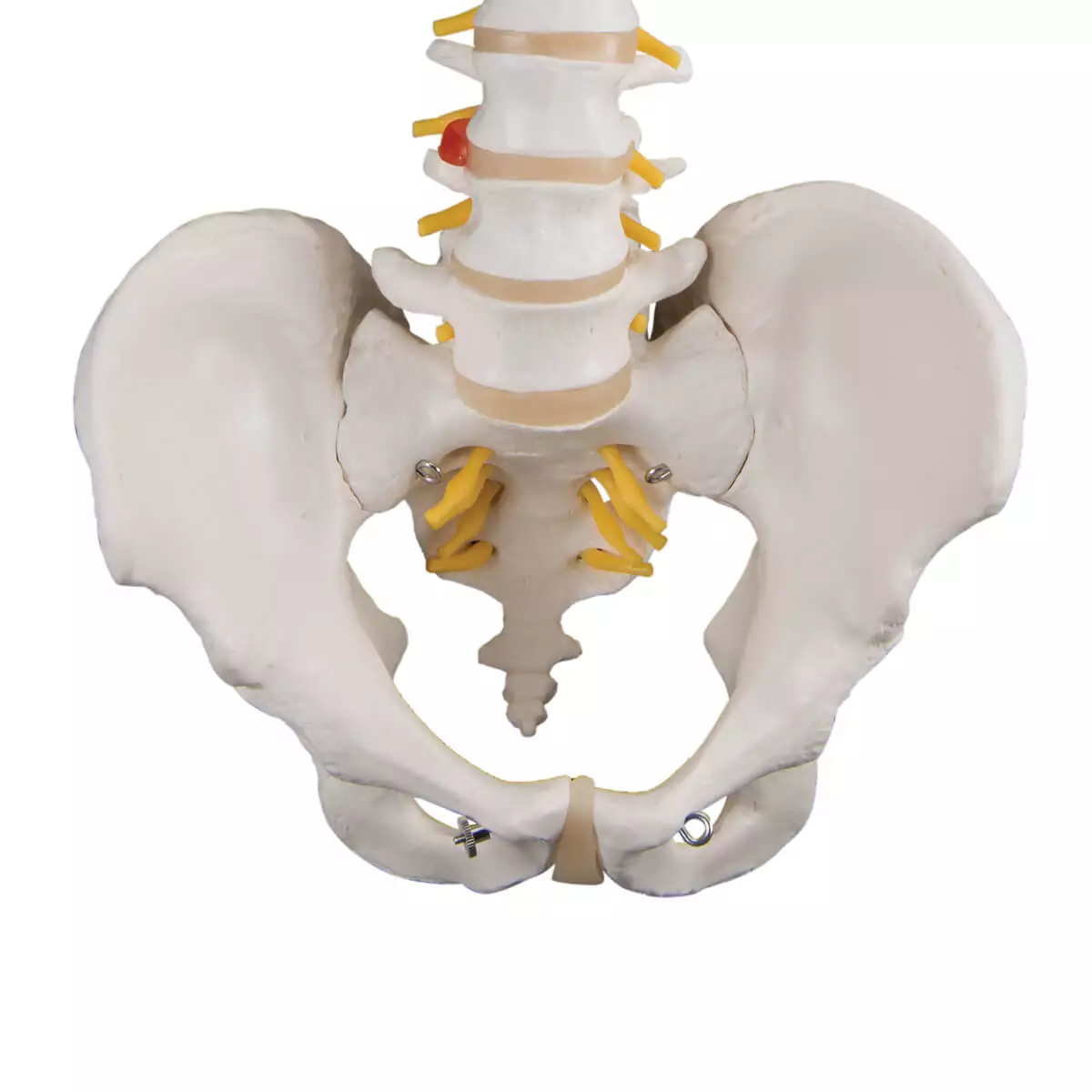  Model Classic Spine