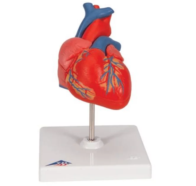  The Classic Heart